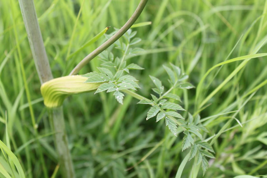 Изображение особи Angelica sylvestris.