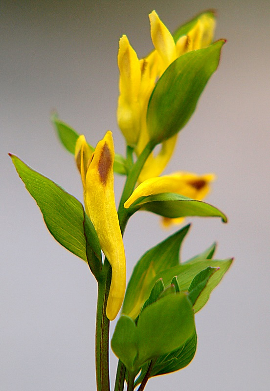 Image of Corydalis ochotensis specimen.