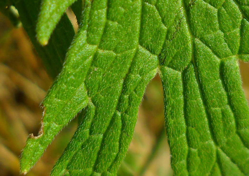 Image of Leonurus glaucescens specimen.