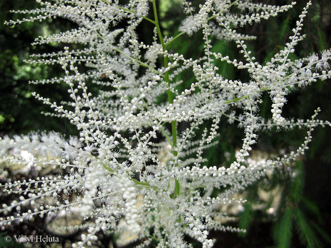 Image of Aruncus sylvestris specimen.