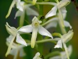 Platanthera bifolia. Часть соцветия. Московская обл., Раменский р-н, Хрипань, смешанный лес. 28.06.2004.