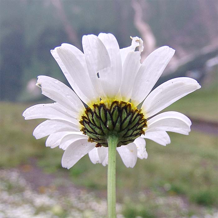 Image of Anthemis iberica specimen.