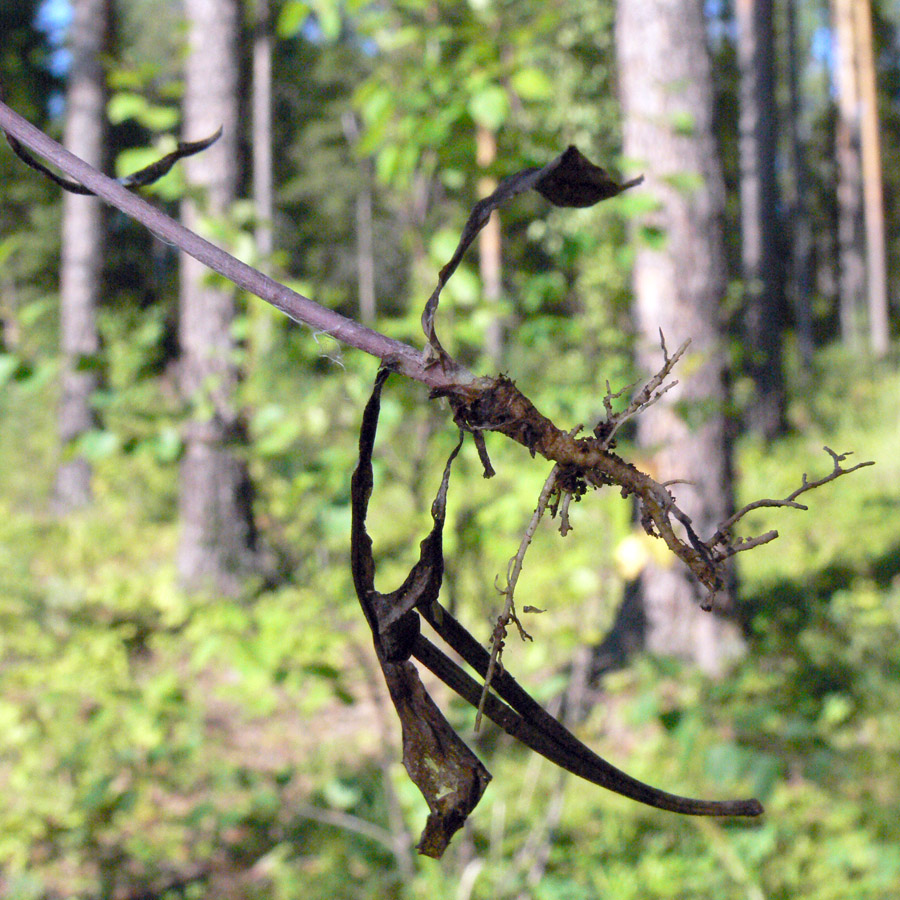 Image of Crepis tectorum specimen.