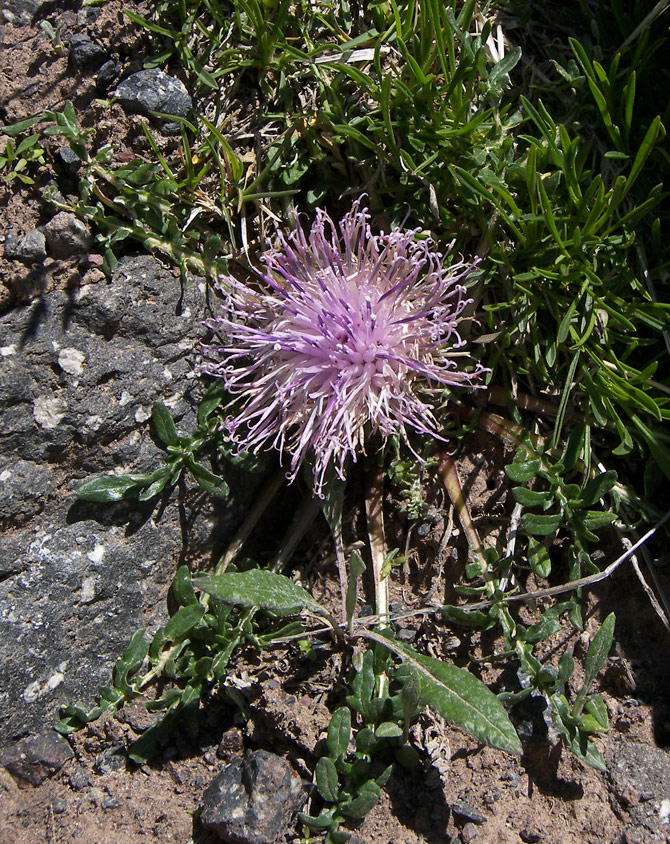 Image of Jurinella subacaulis specimen.