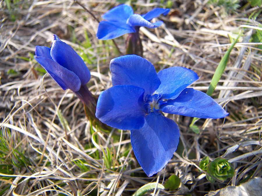 Изображение особи Gentiana angulosa.