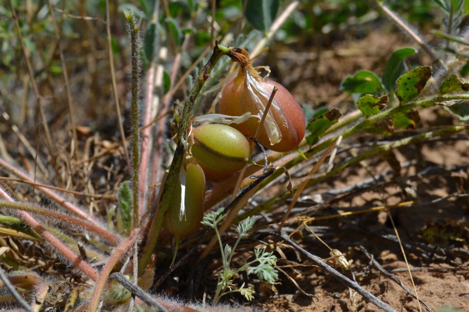 Image of Astragalus longipetalus specimen.