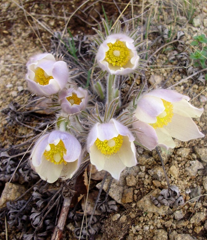 Image of Pulsatilla patens specimen.