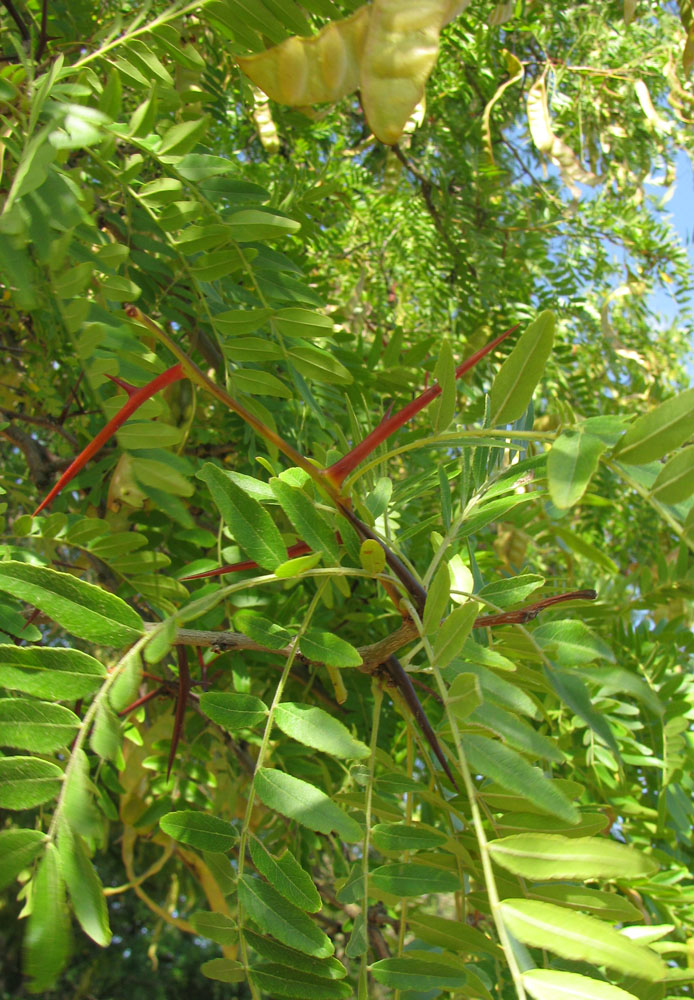 Image of Gleditsia triacanthos specimen.