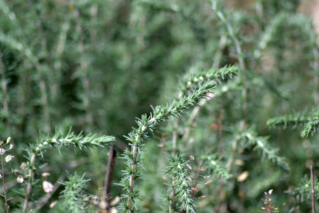 Image of Camphorosma monspeliaca specimen.