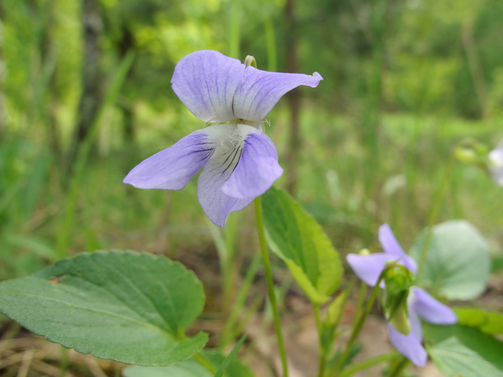 Image of Viola canina specimen.