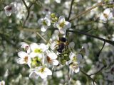 Crambe tataria. Цветки с дикой пчелой, собирающей нектар и пыльцу. Украина, Черкасская обл., Каневский р-н, региональный ландшафтный парк \"Трахтемиров\", восстановленный степной участок. 26 мая 2012 г.