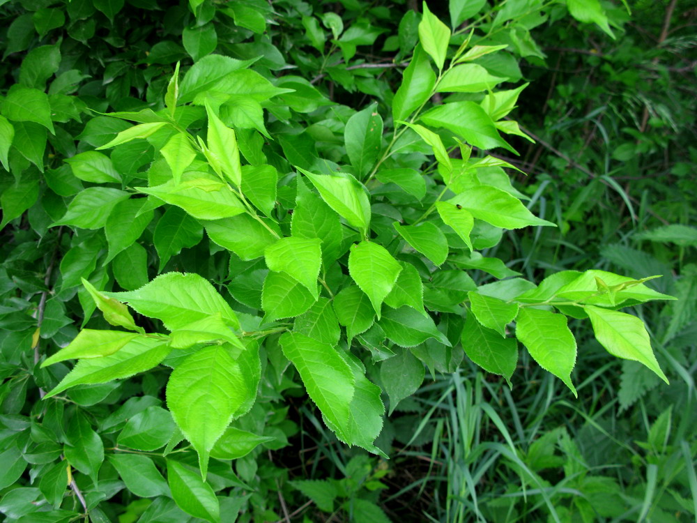 Image of Prunus ussuriensis specimen.