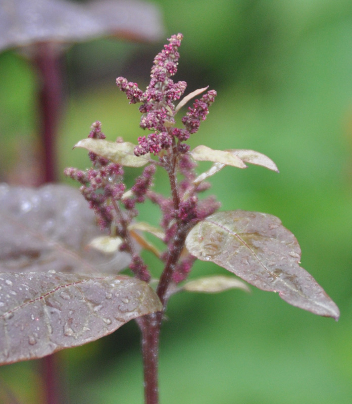 Изображение особи Atriplex hortensis.