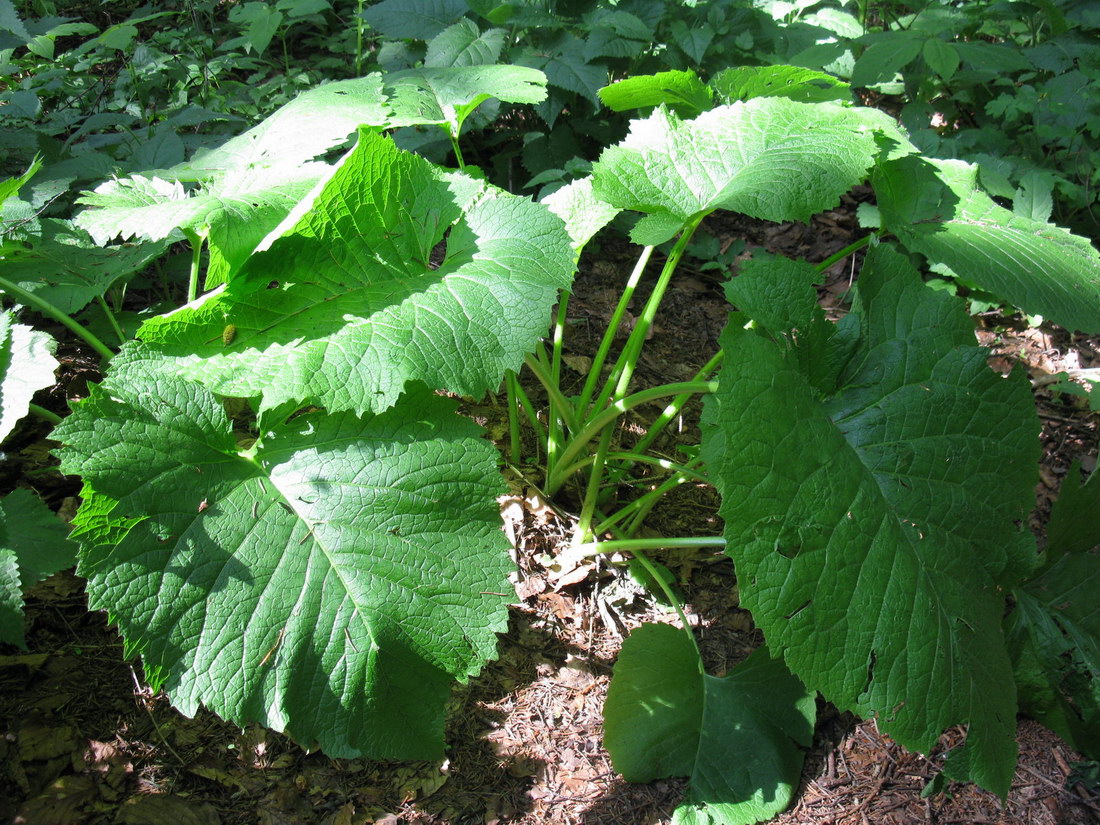 Изображение особи Telekia speciosa.