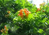 Campsis radicans