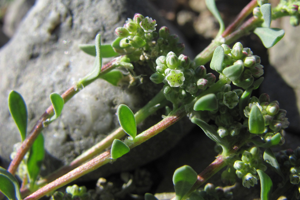 Изображение особи Corrigiola litoralis.