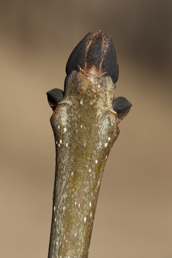 Image of Fraxinus excelsior specimen.