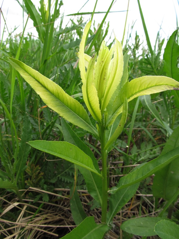 Изображение особи Cirsium setosum.