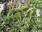 Pulsatilla violacea