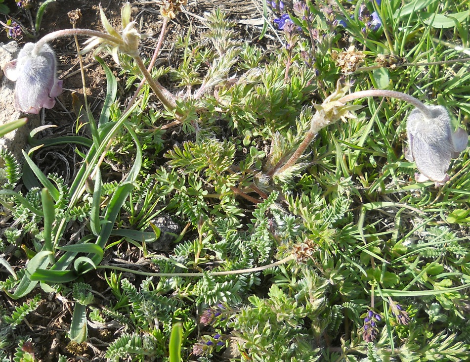 Image of Pulsatilla violacea specimen.