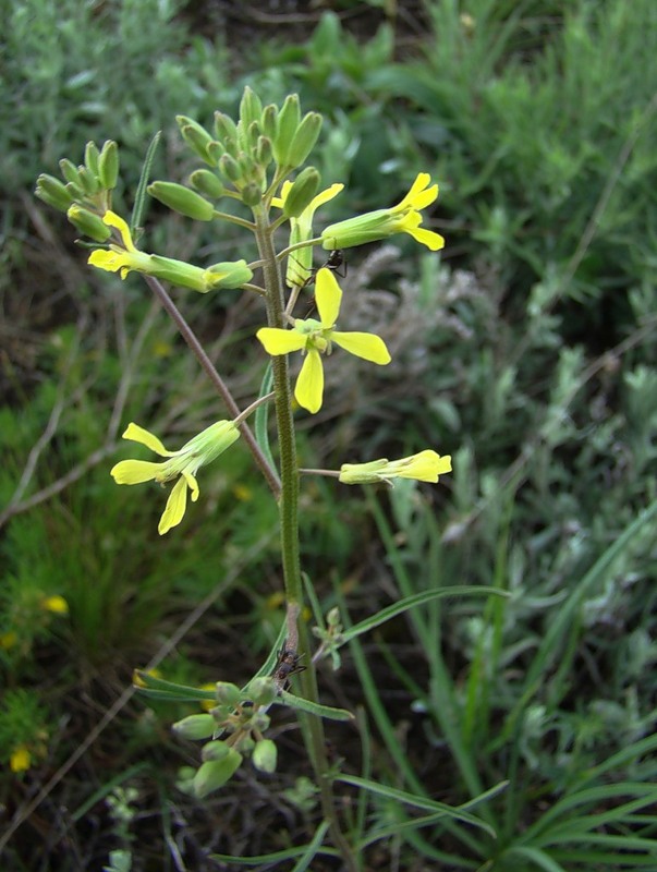 Изображение особи Erysimum canescens.