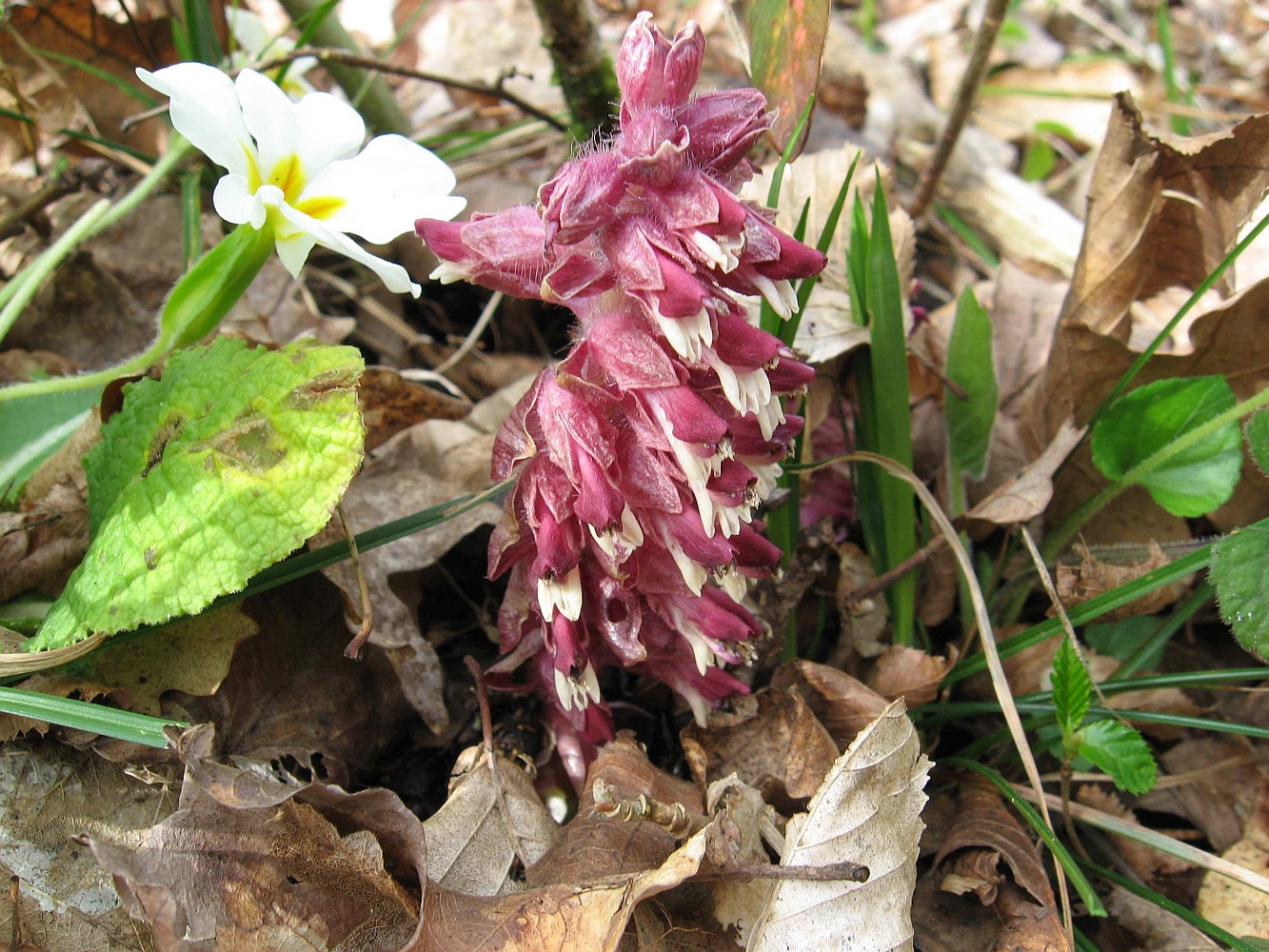 Image of Lathraea squamaria specimen.