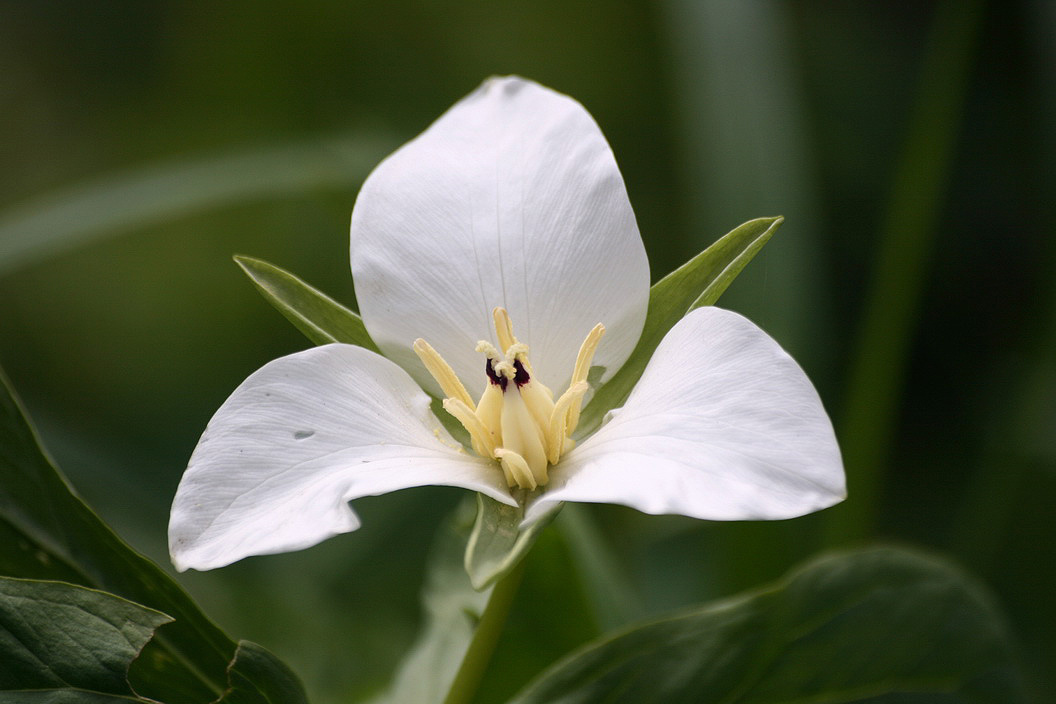 Изображение особи Trillium camschatcense.