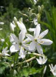 Anthericum liliago