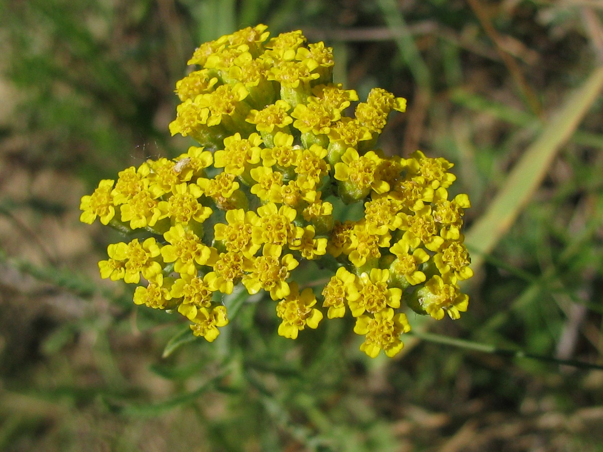 Image of Achillea leptophylla specimen.