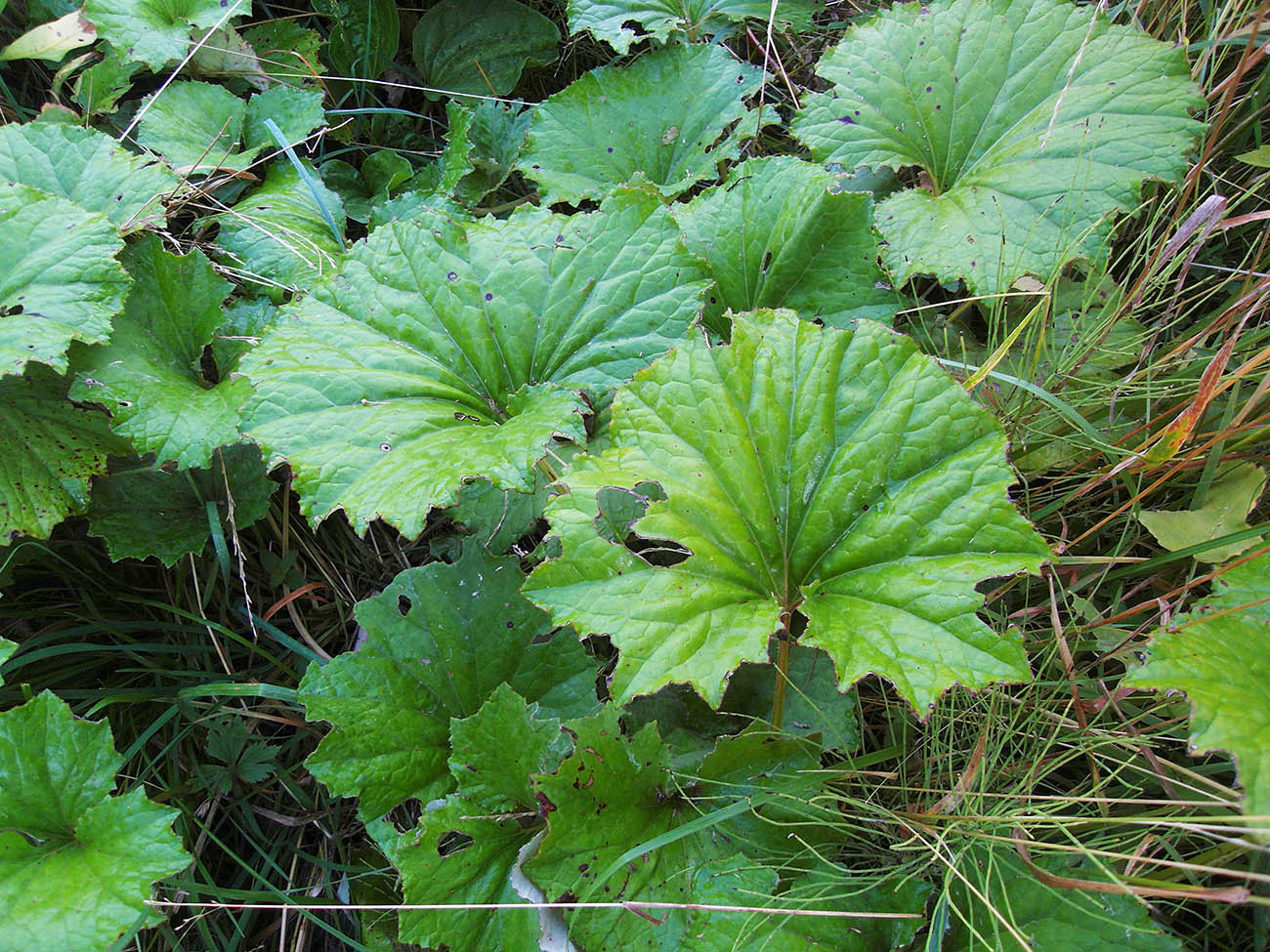 Image of Tussilago farfara specimen.