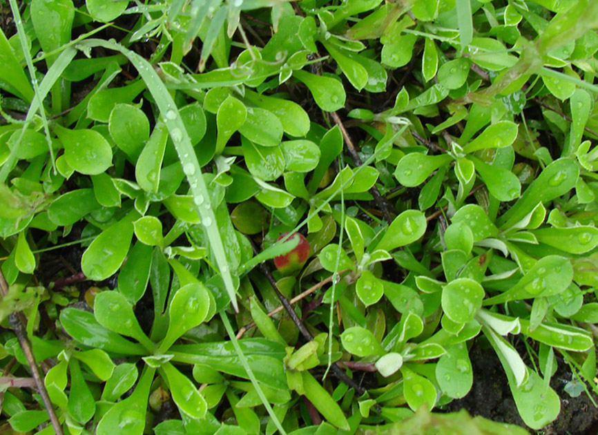 Изображение особи Antennaria dioica.