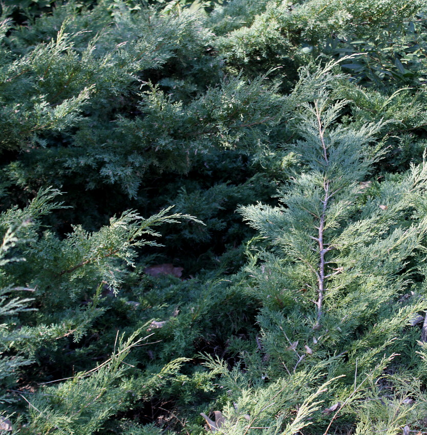 Image of genus Juniperus specimen.