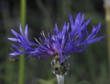 Centaurea triumfettii subspecies axillaris