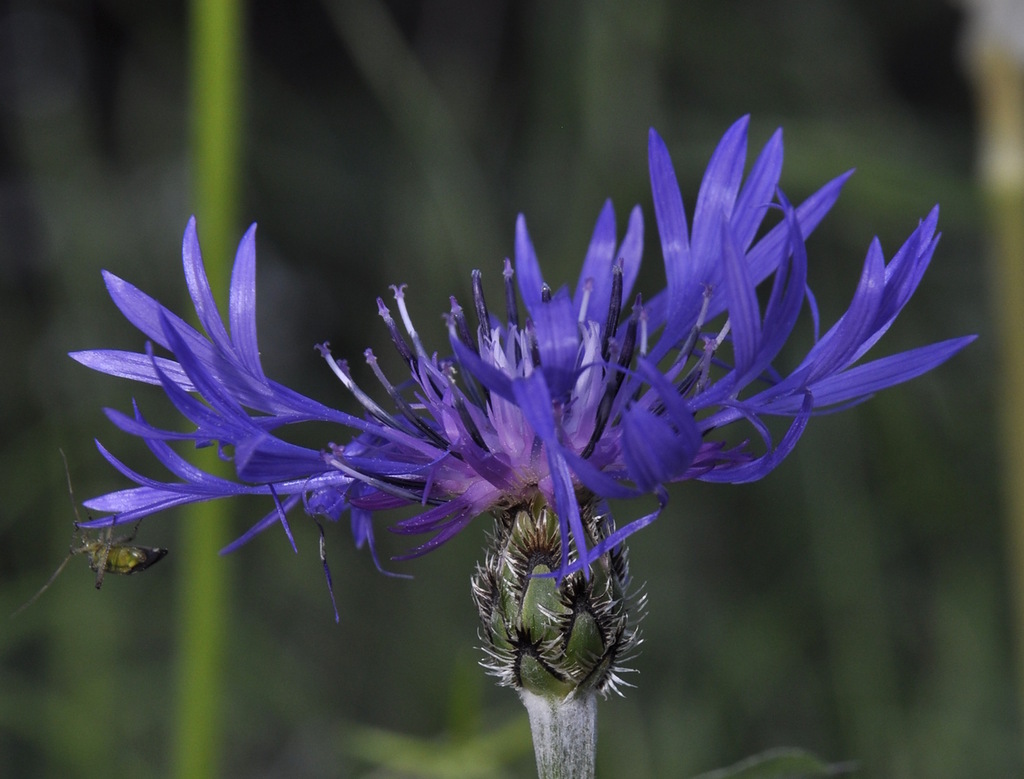 Image of Centaurea triumfettii ssp. axillaris specimen.