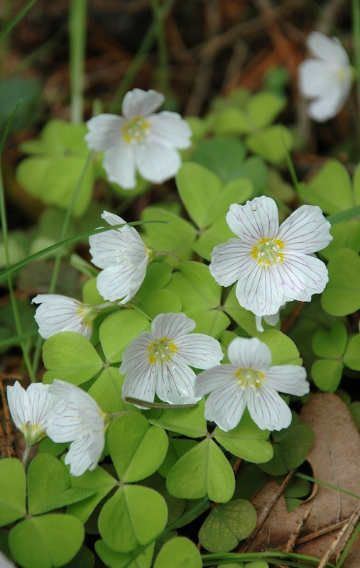 Image of Oxalis acetosella specimen.