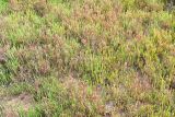 Salicornia perennans