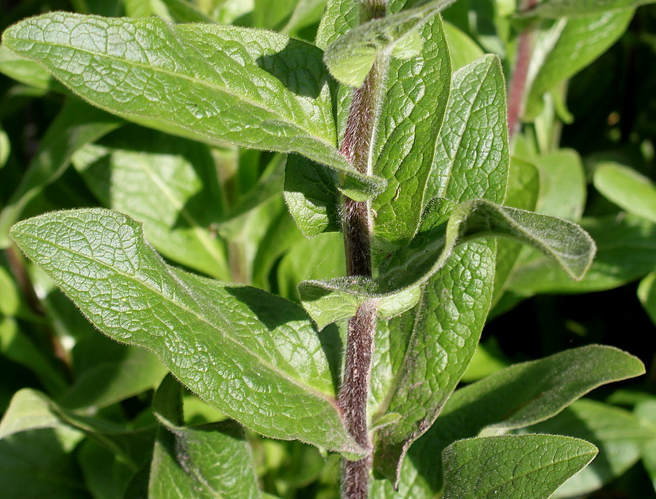 Image of genus Inula specimen.