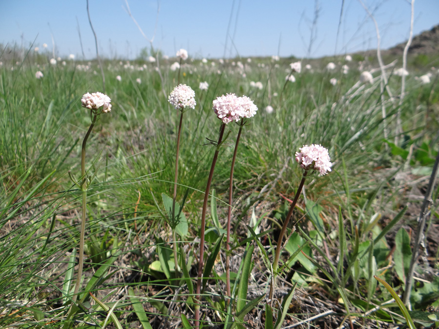 Изображение особи Valeriana tuberosa.