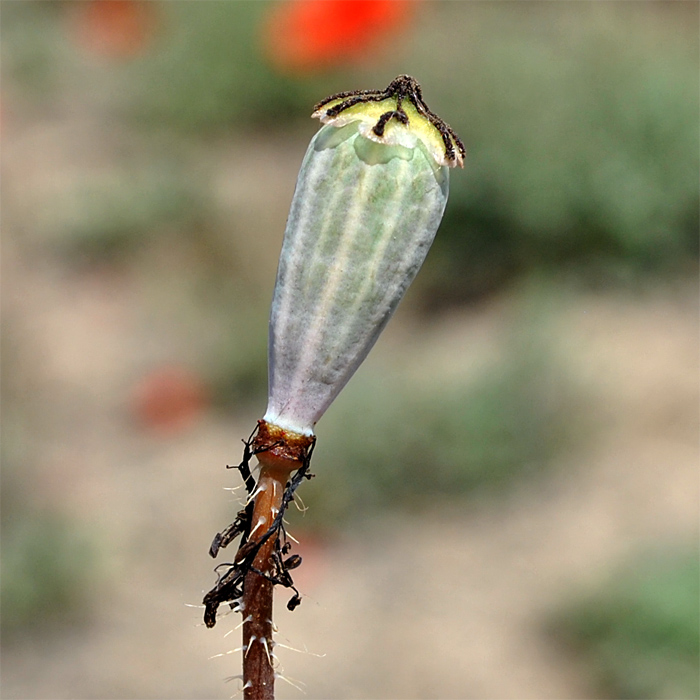 Image of Papaver bipinnatum specimen.