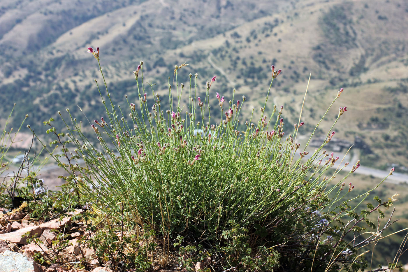 Image of Scutellaria ramosissima specimen.