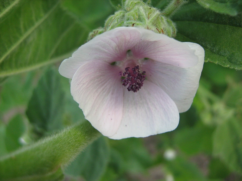 Изображение особи Althaea officinalis.