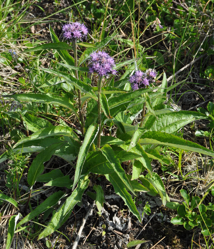 Изображение особи Saussurea pseudotilesii.