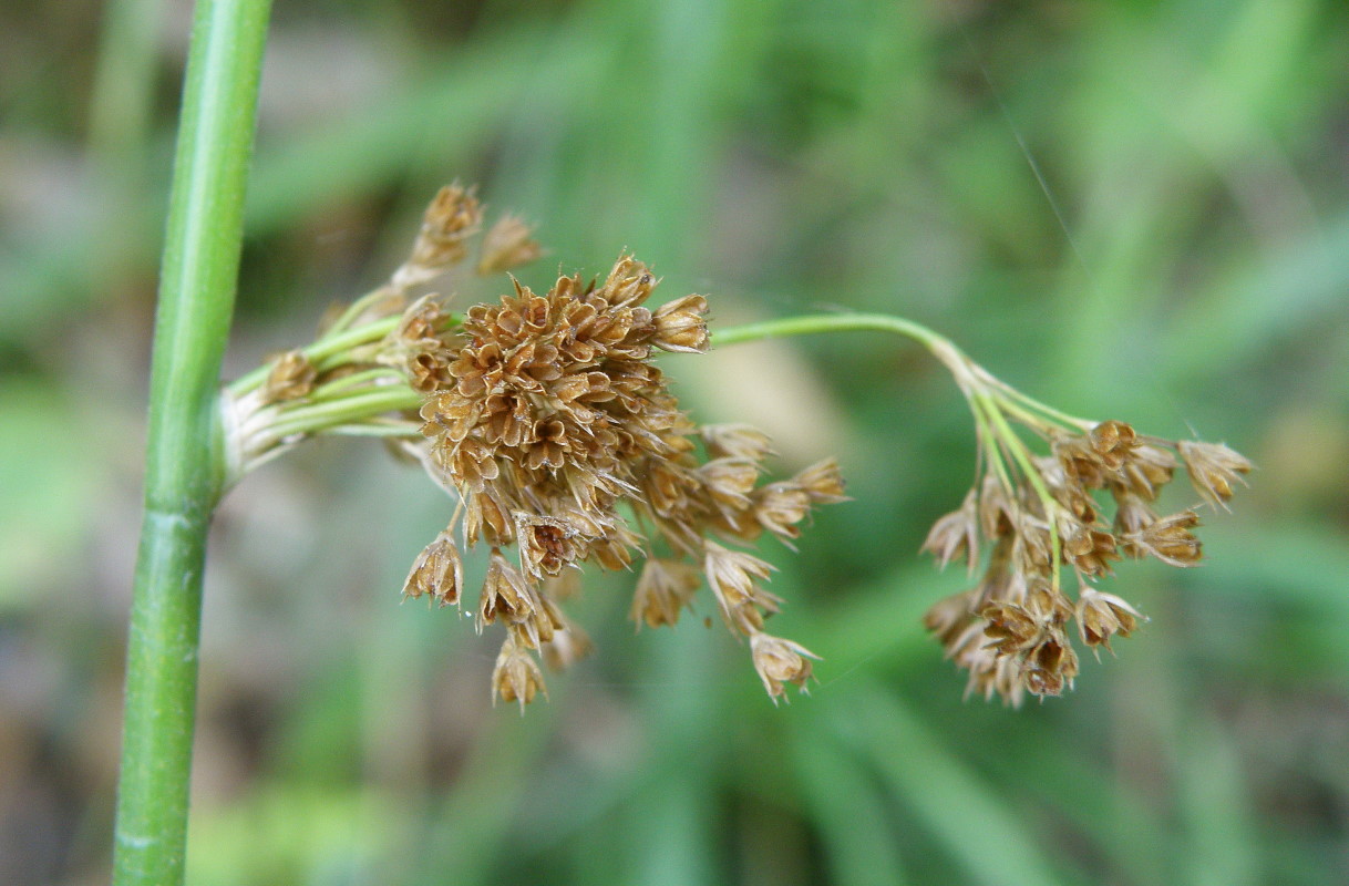 Изображение особи Juncus inflexus.