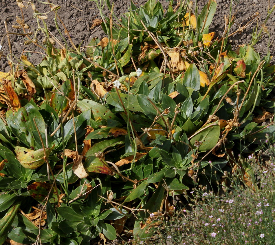 Image of Silene zawadzkii specimen.