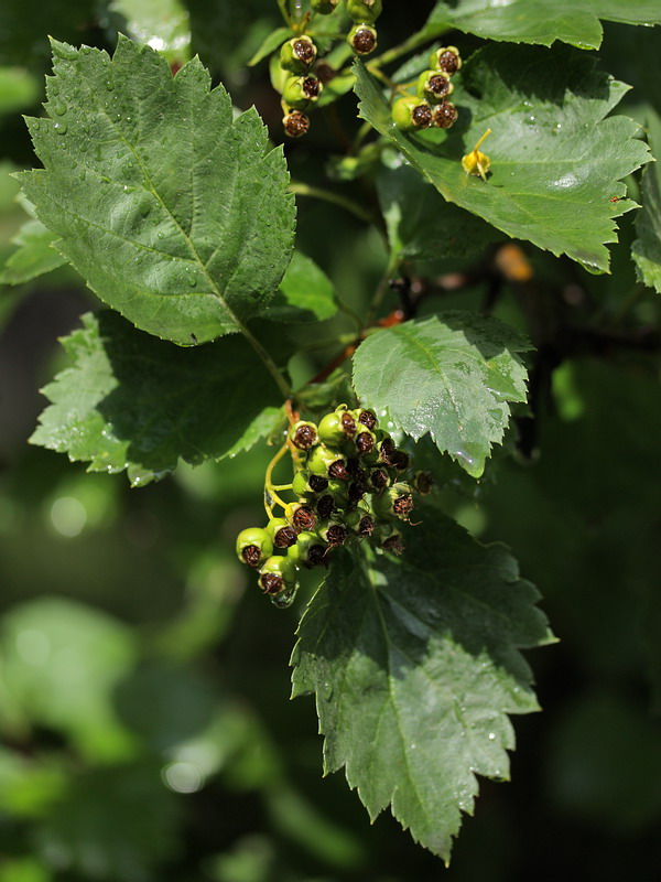 Изображение особи Crataegus chlorocarpa.