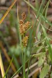 Carex serotina