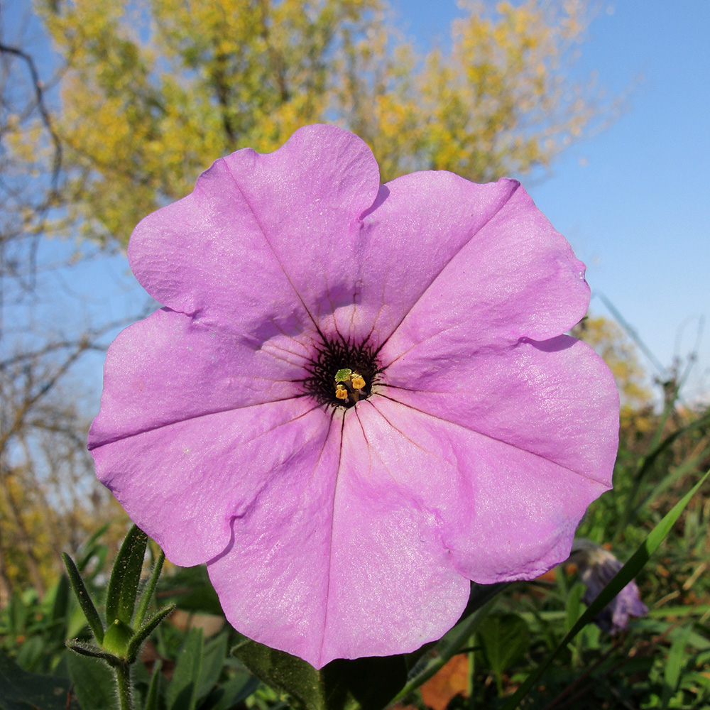 Image of Petunia &times; hybrida specimen.