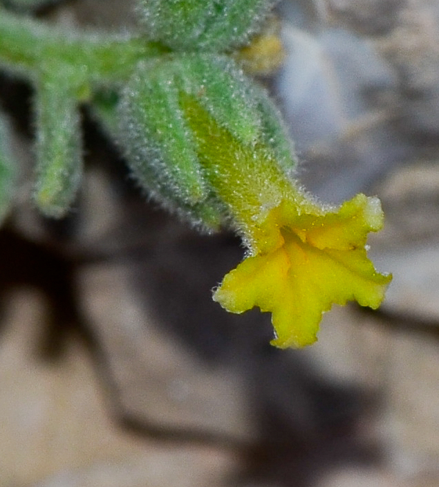 Image of Heliotropium arbainense specimen.