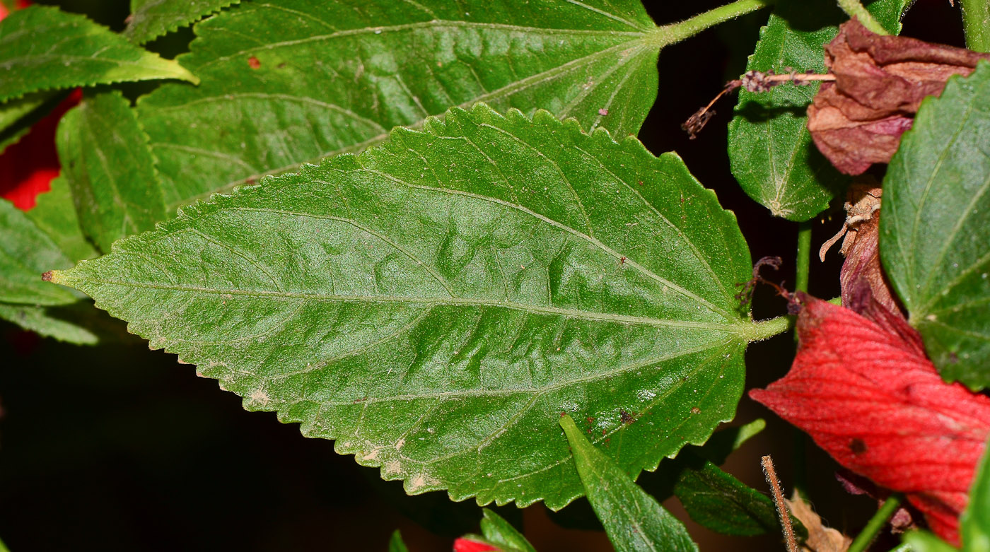 Image of Malvaviscus penduliflorus specimen.