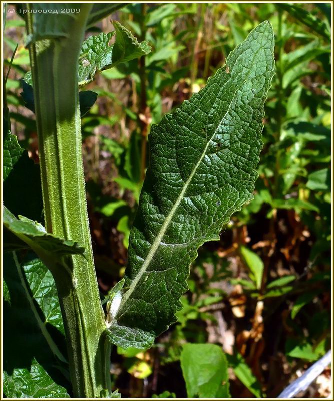 Image of Verbascum lychnitis specimen.